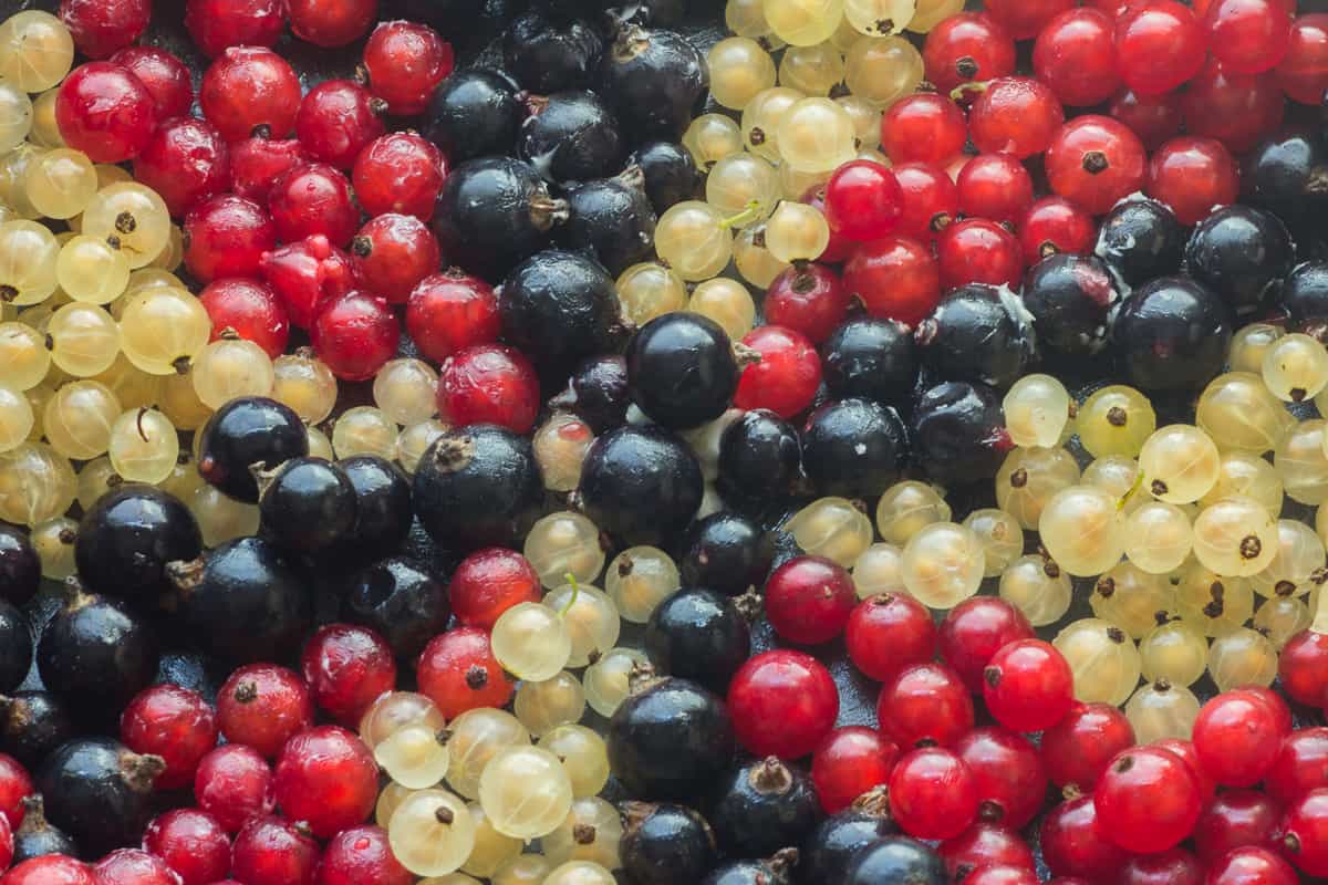 Black, red, and white currants 