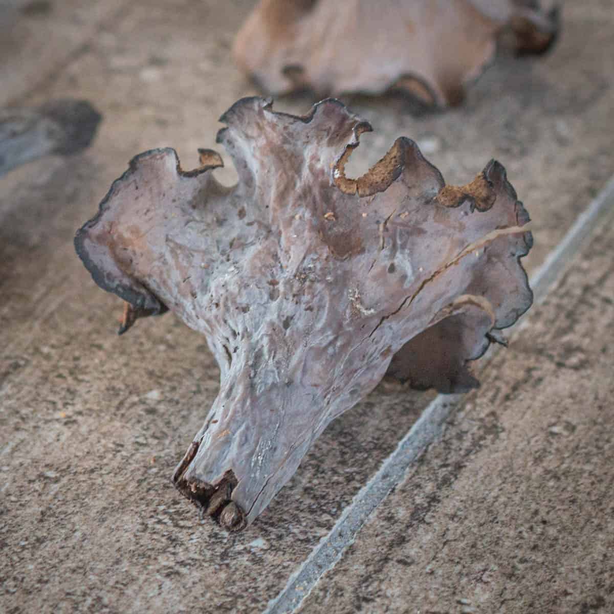 Black trumpet mushrooms or Craterellus fallax from Minnesota 