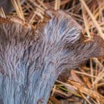 Craterellus caeruleofuscus or the cerulean black trumpet mushroom