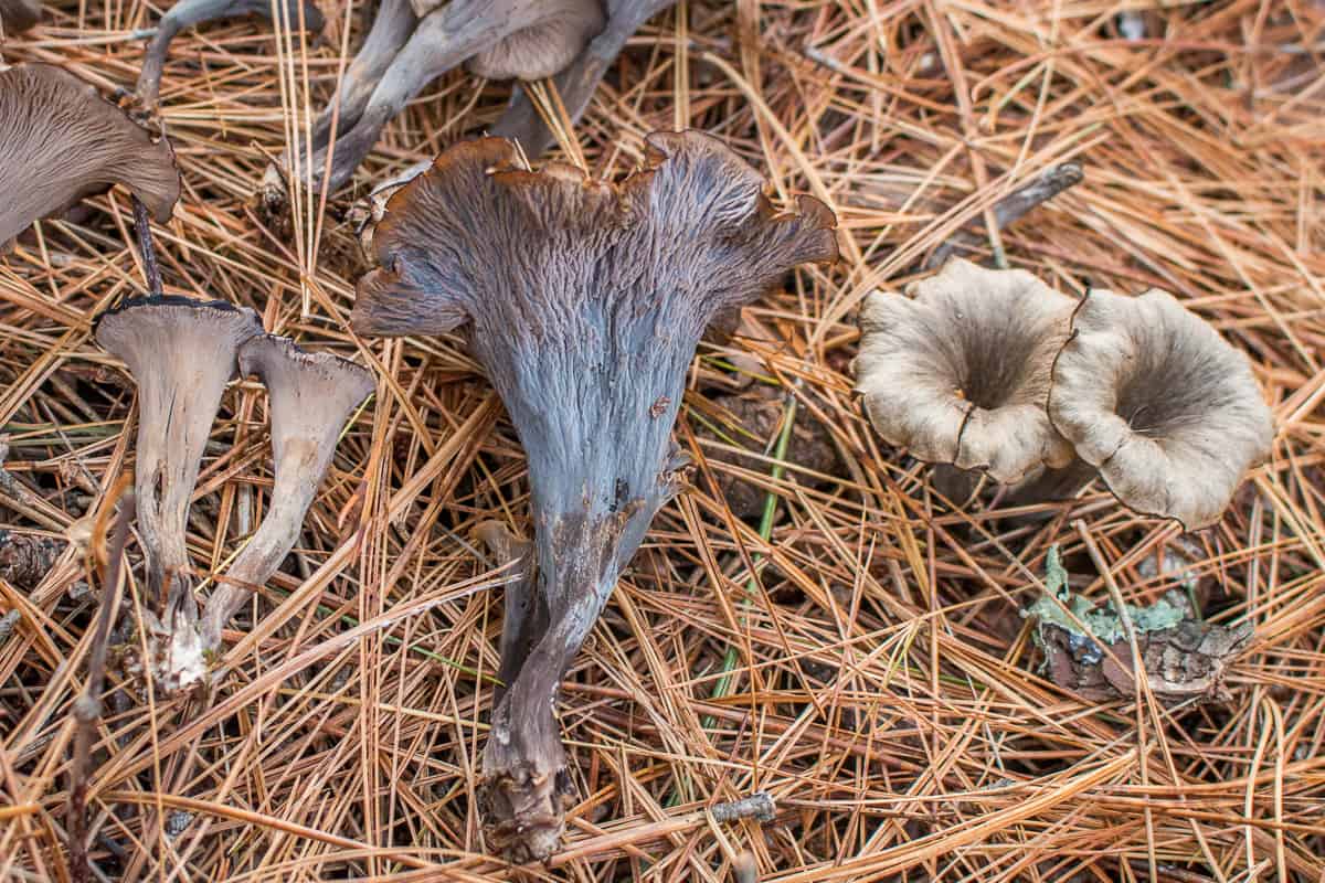 Craterellus caeruleofuscus or the cerulean black trumpet mushroom