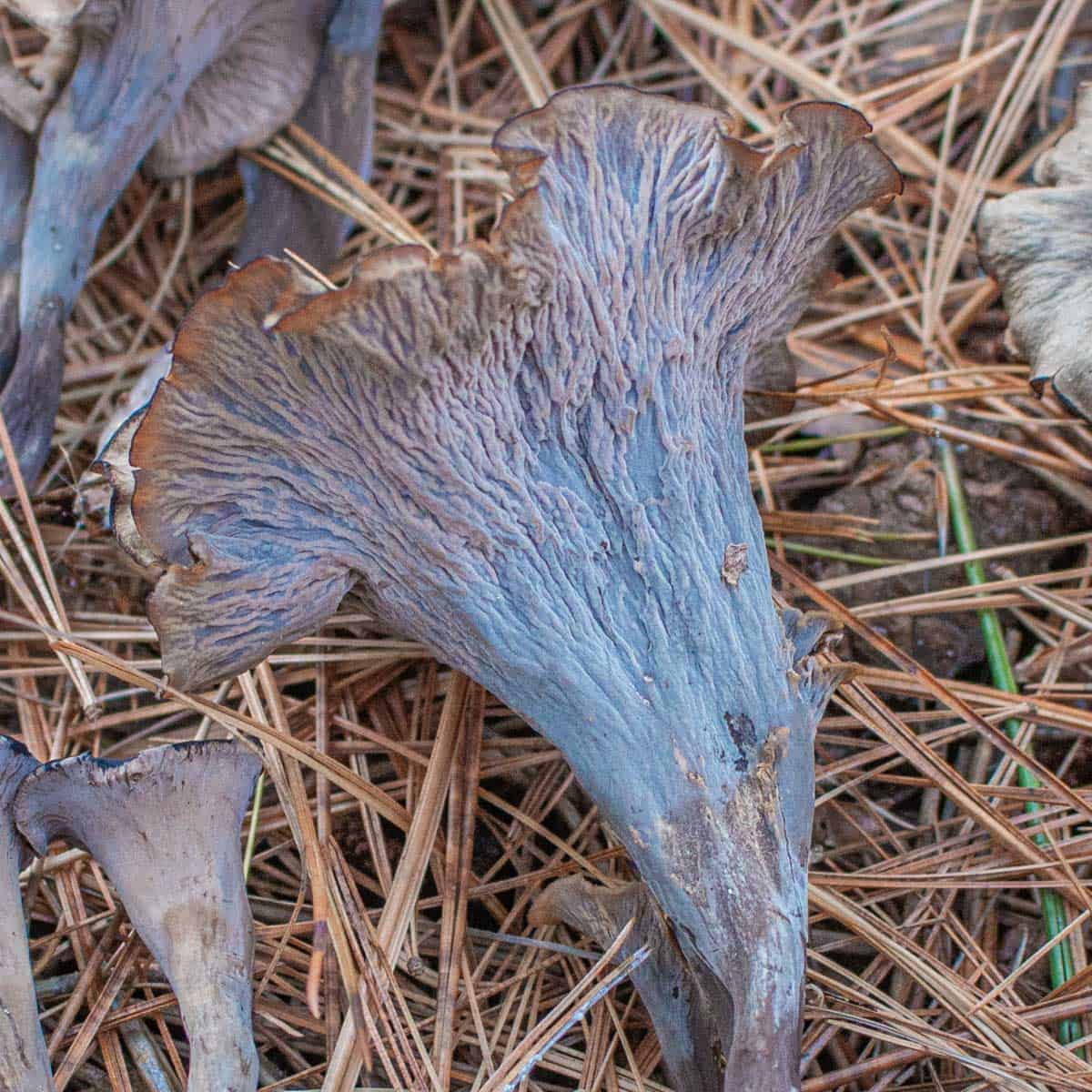 Craterellus caeruleofuscus or the cerulean black trumpet mushroom