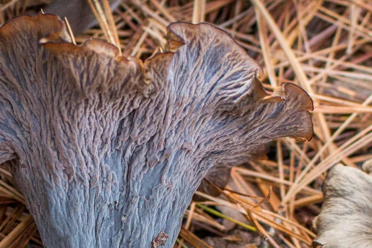 Craterellus caeruleofuscus or the cerulean black trumpet mushroom