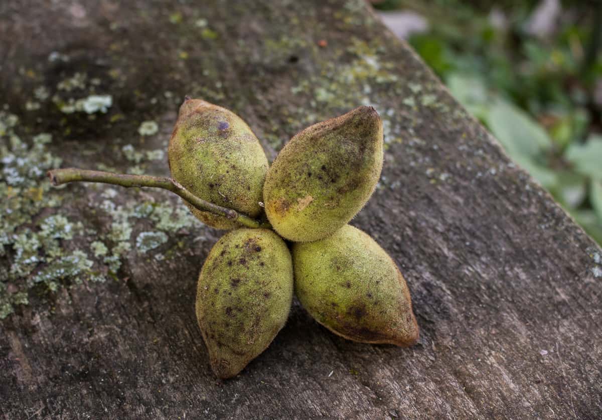 Butternuts, or Juglans cinerea 