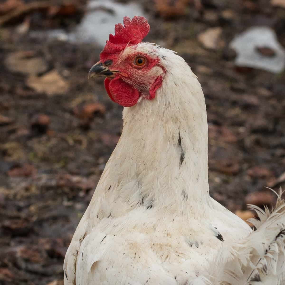 a chicken with white feathers eating in a yard 