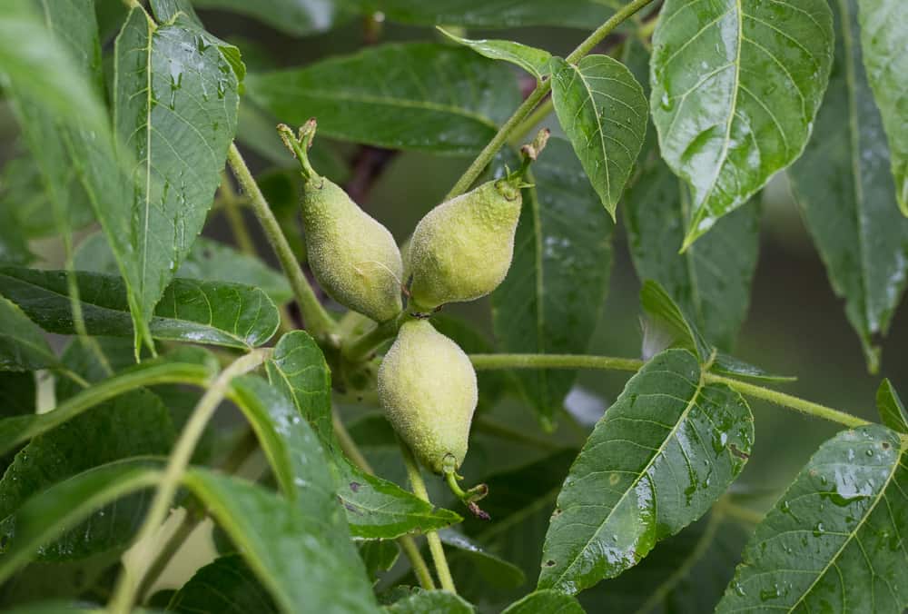 Green, unripe black walnuts 