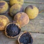 Harvesting black walnuts
