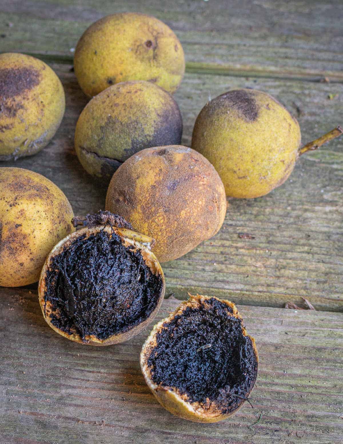 Harvesting black walnuts