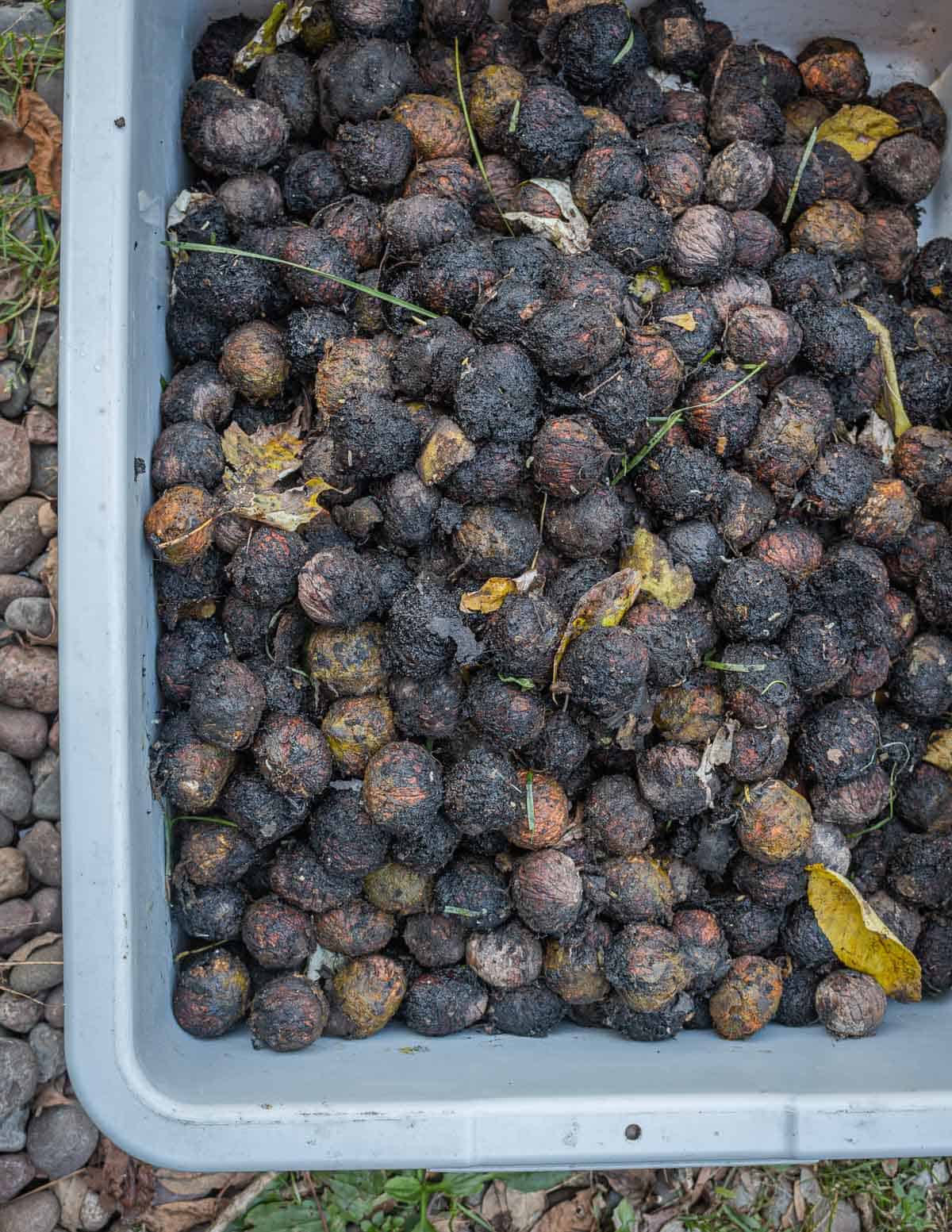 Dirty black walnuts, freshly harvested, ready to be washed