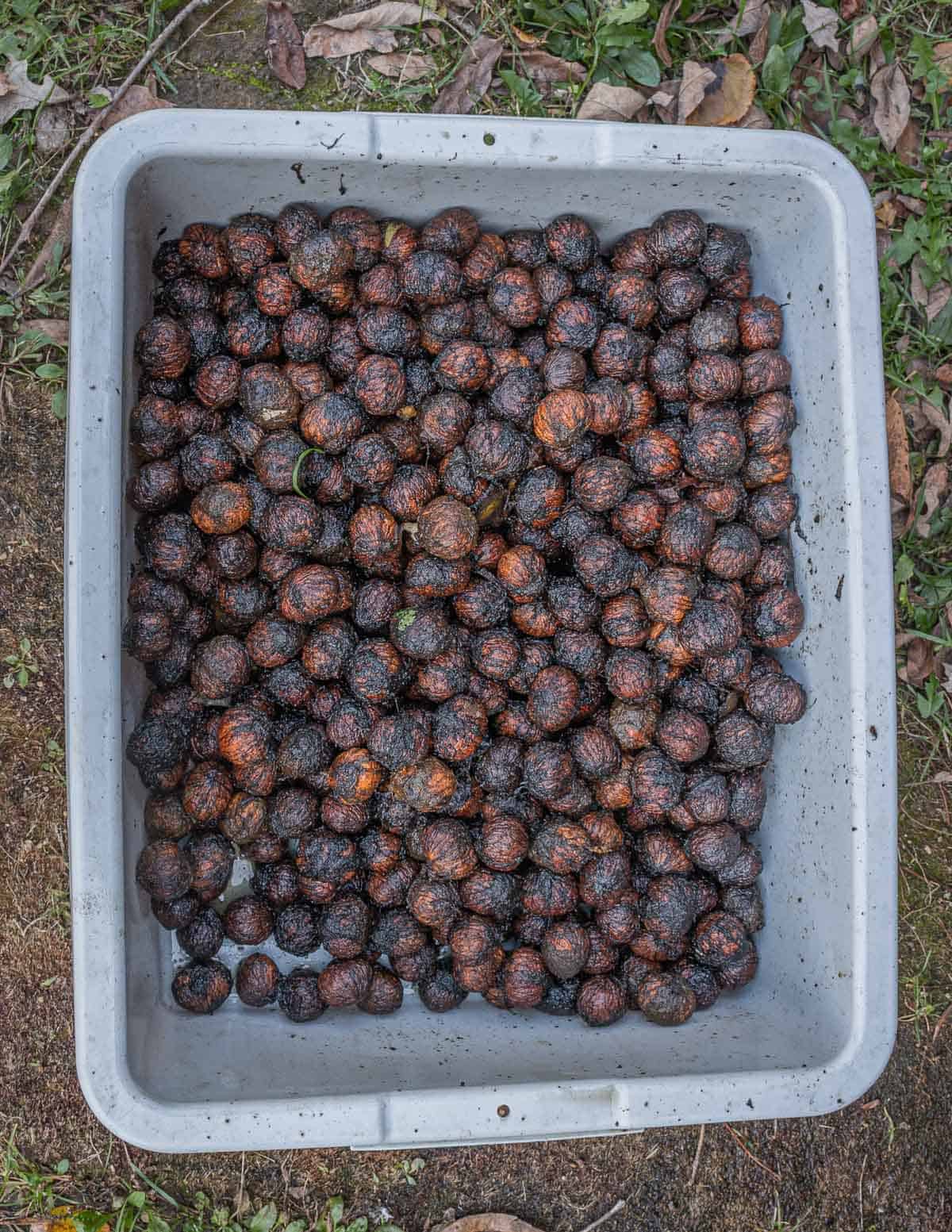 Washed black walnuts ready to be dried and cured