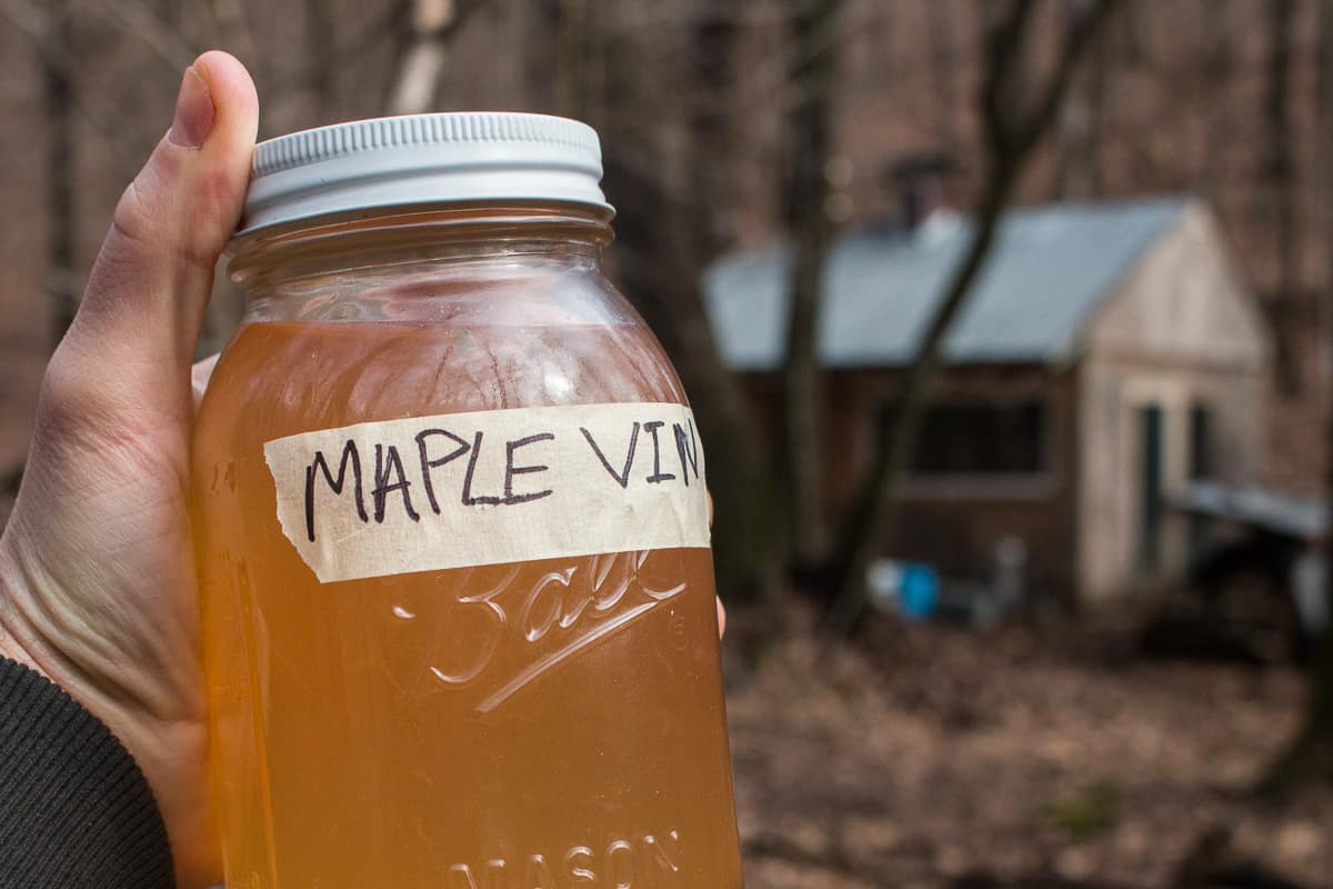 Maple Sap Vinegar Recipe