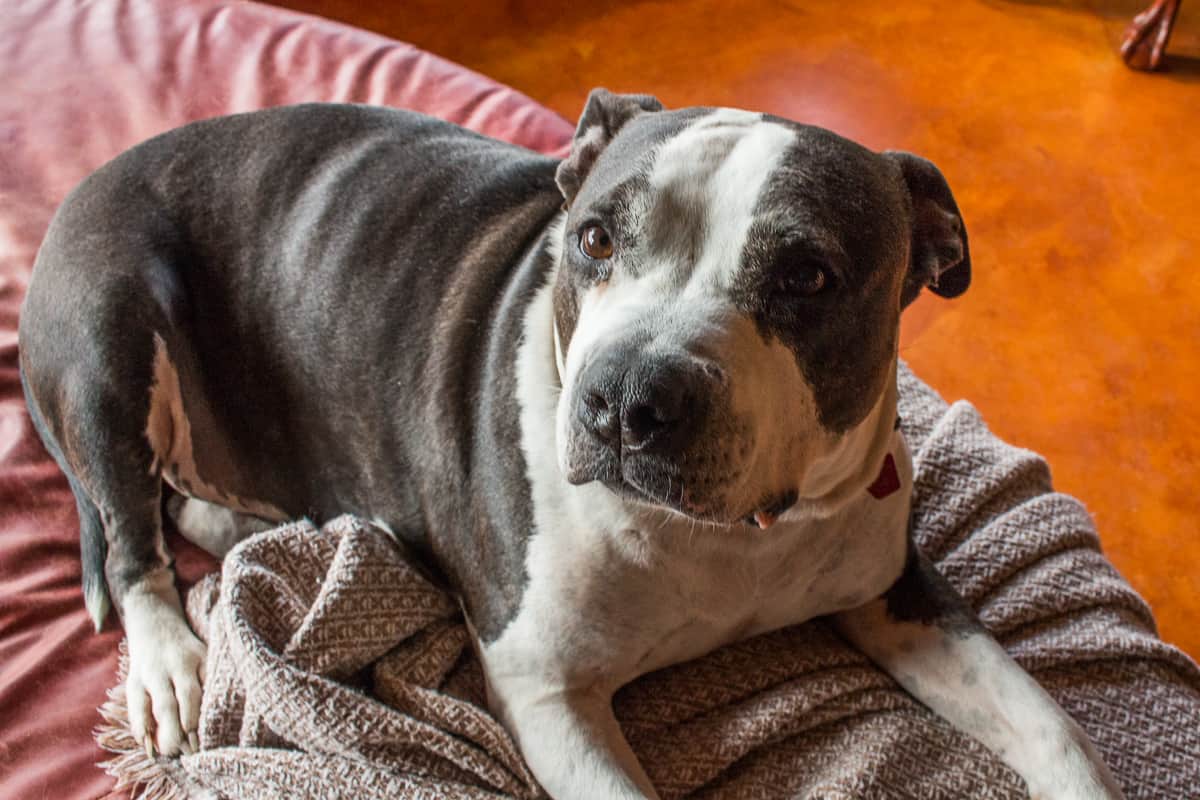 Pitbull quarantined during COVID-19