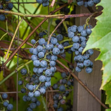 Wild grapes from Minnesota, Vitis riparia on a vine.