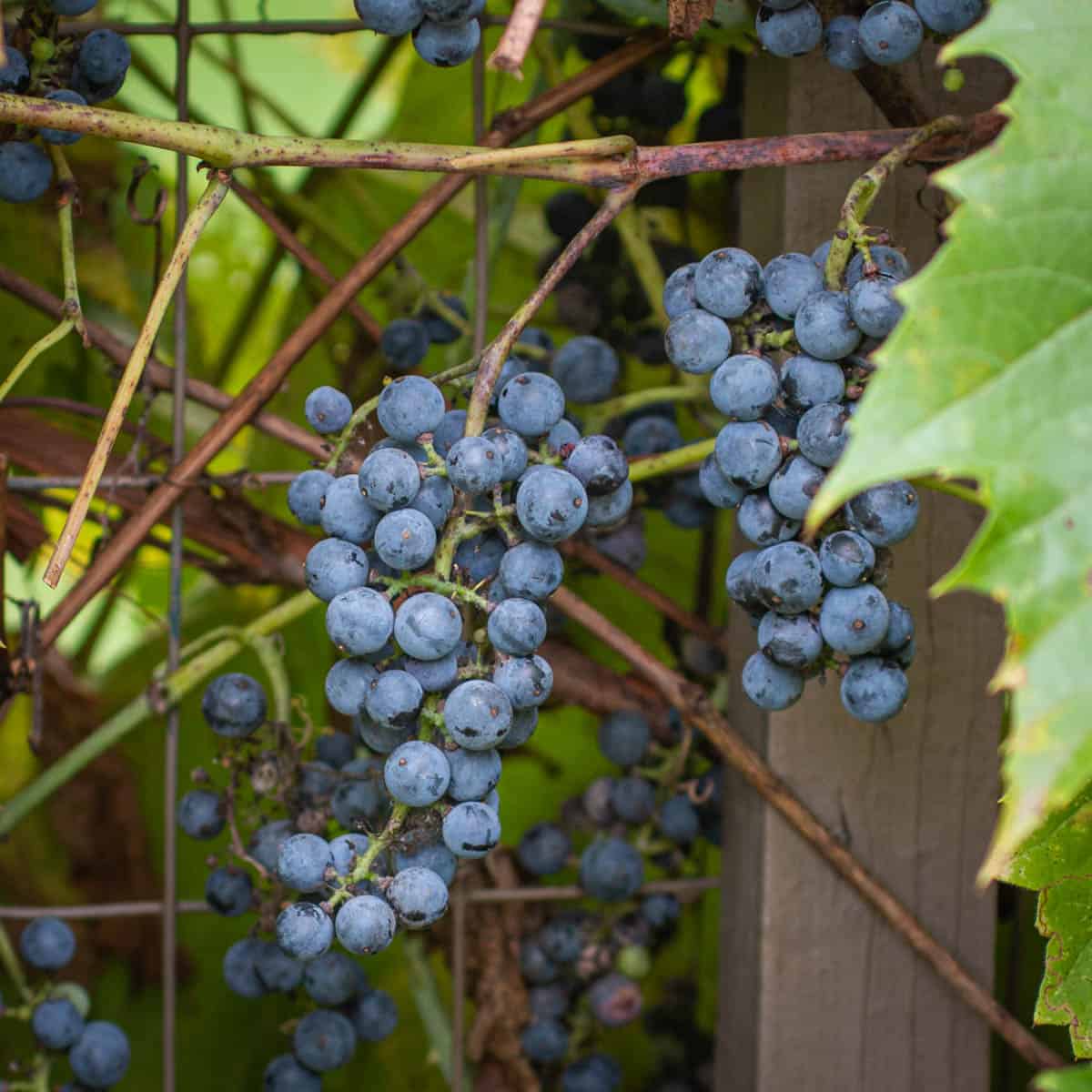 Wild grapes from Minnesota, Vitis riparia