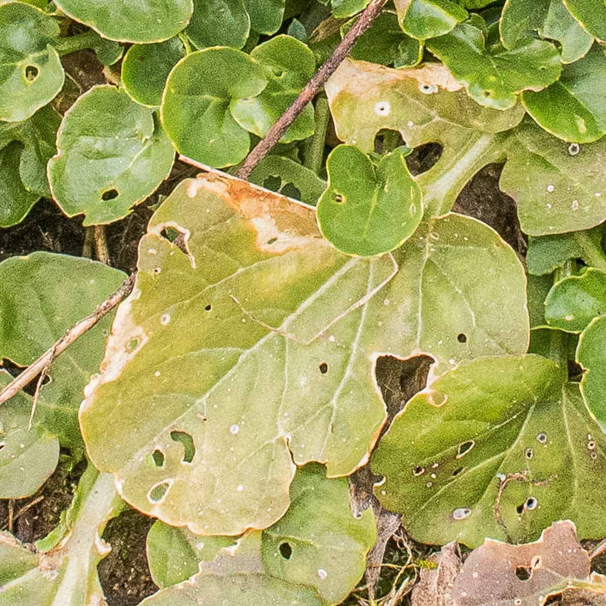 Barbarea vulgaris, wintercress, or bittercress, a wild, edible weed