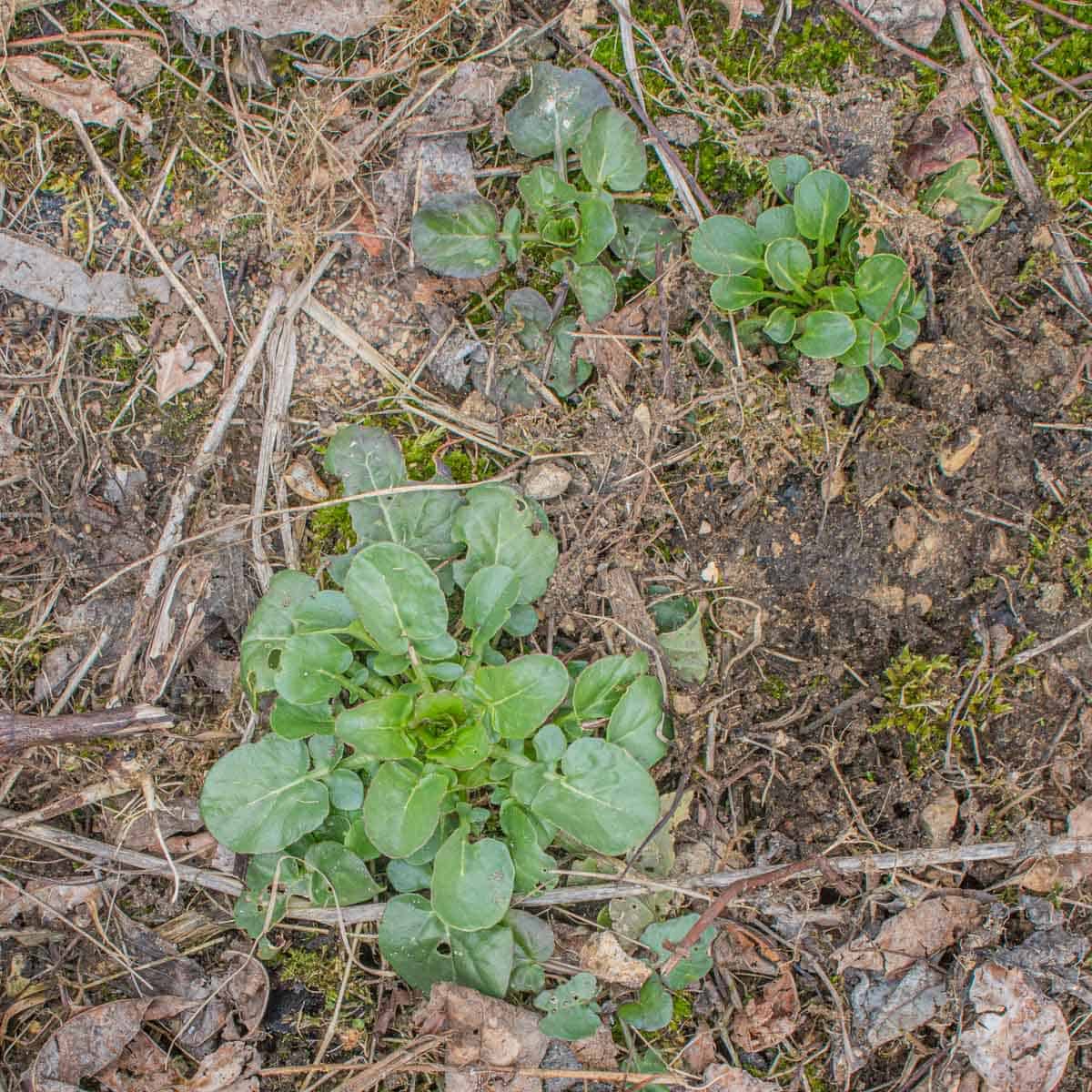 Basal leaves of Barbarea vulgaris, wintercress, or bittercress, a wild, edible weed