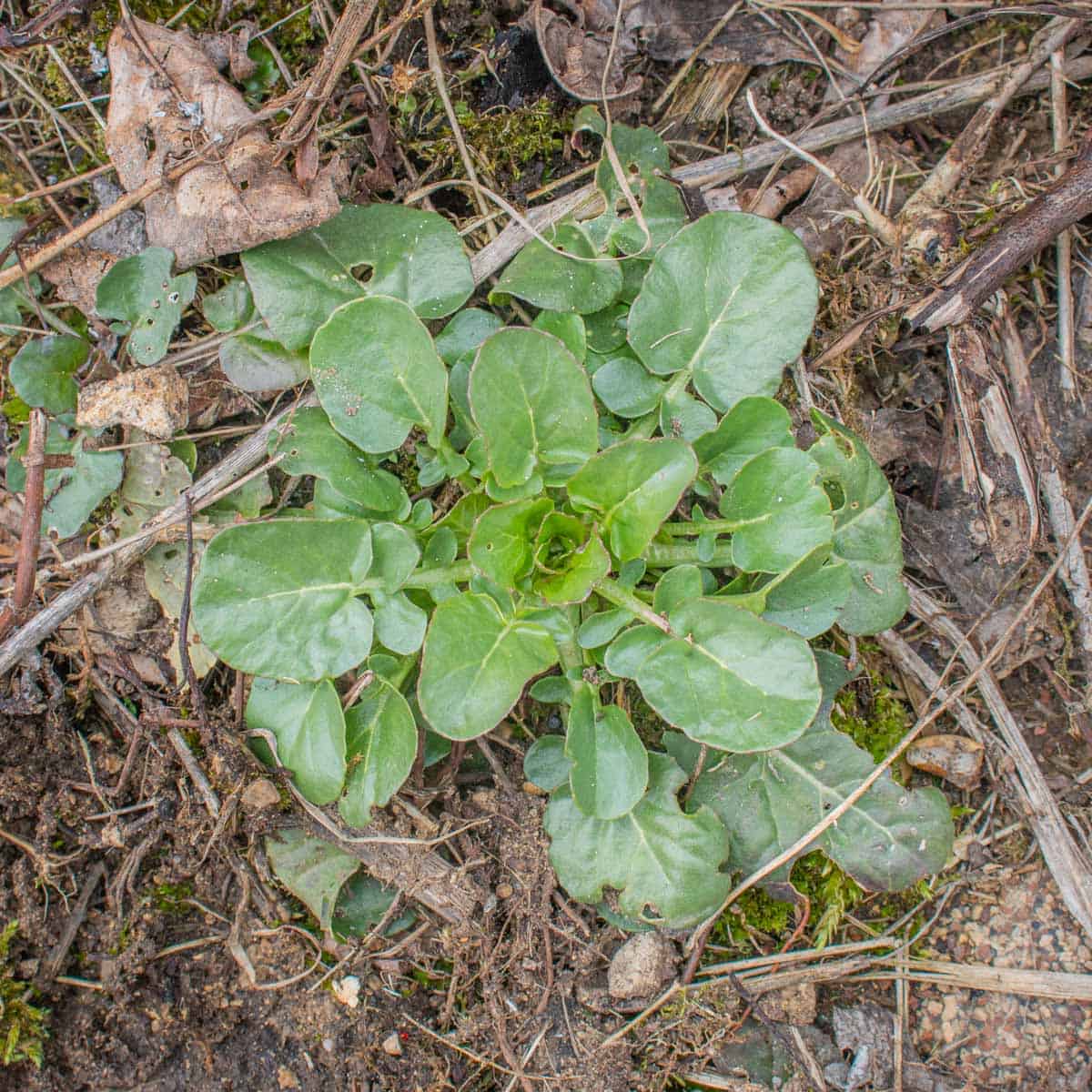 basal leaves of Barbarea vulgaris or bittercress