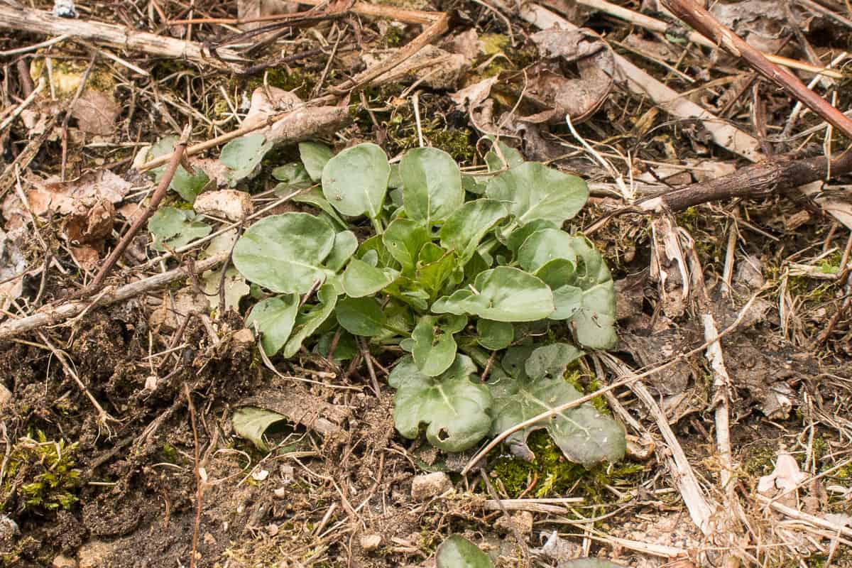 Basal leaves of Barbarea vulgaris, wintercress, or bittercress, a wild, edible weed 