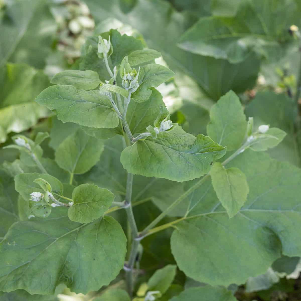 common burdock or arctium minus 