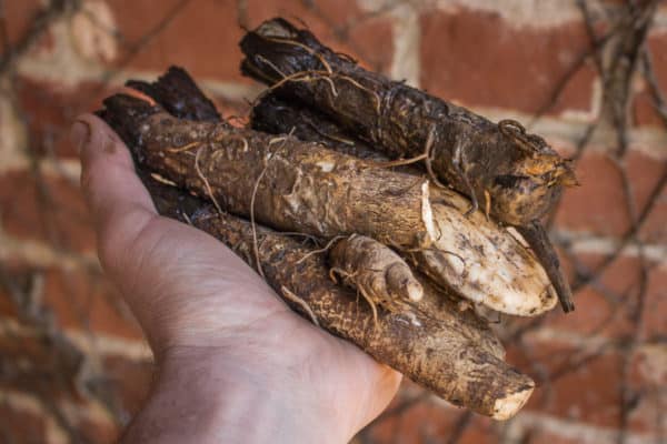 Foraged burdock root
