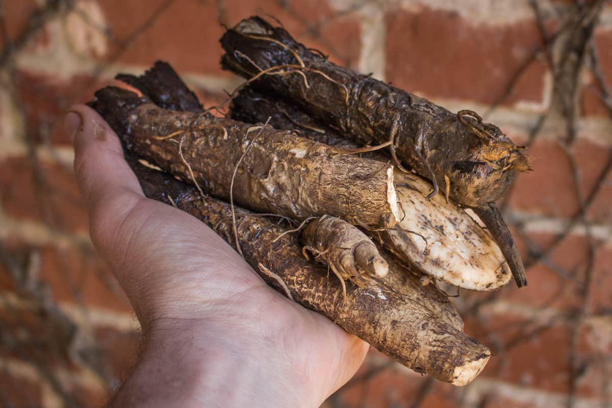 Foraged burdock root 