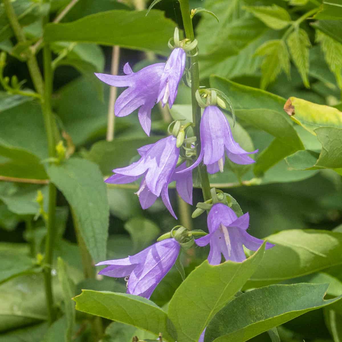 Edible Campanula rapunculoides or creeping bellflower flowers