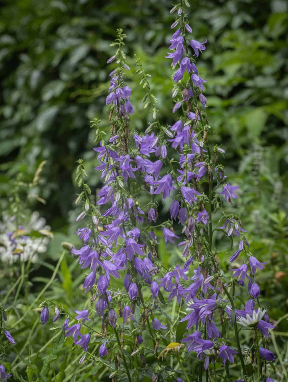 Creeping Bellflower: An Invasive, Edible Weed - Forager | Chef