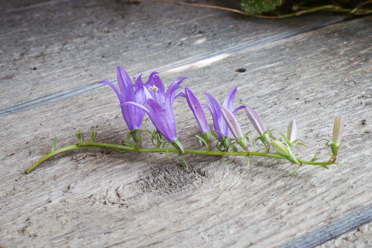 Edible Campanula rapunculoides or creeping bellflower