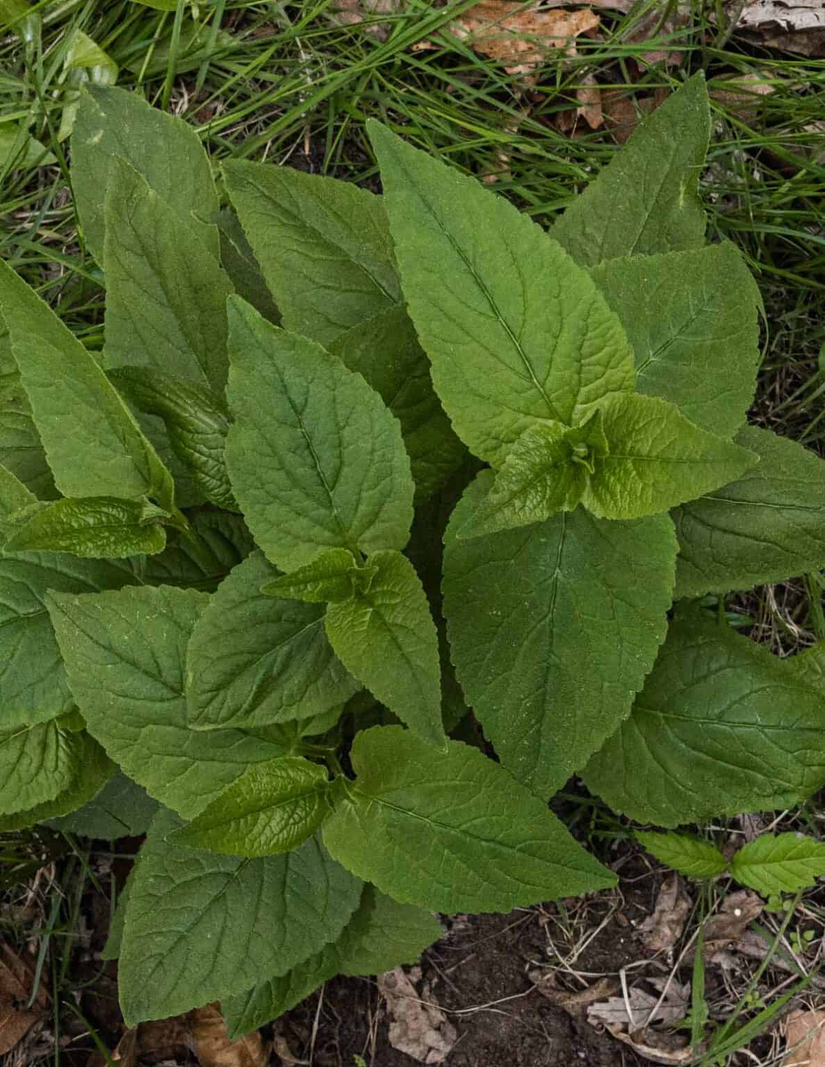 Creeping Bellflower: An Invasive, Edible Weed - Forager | Chef