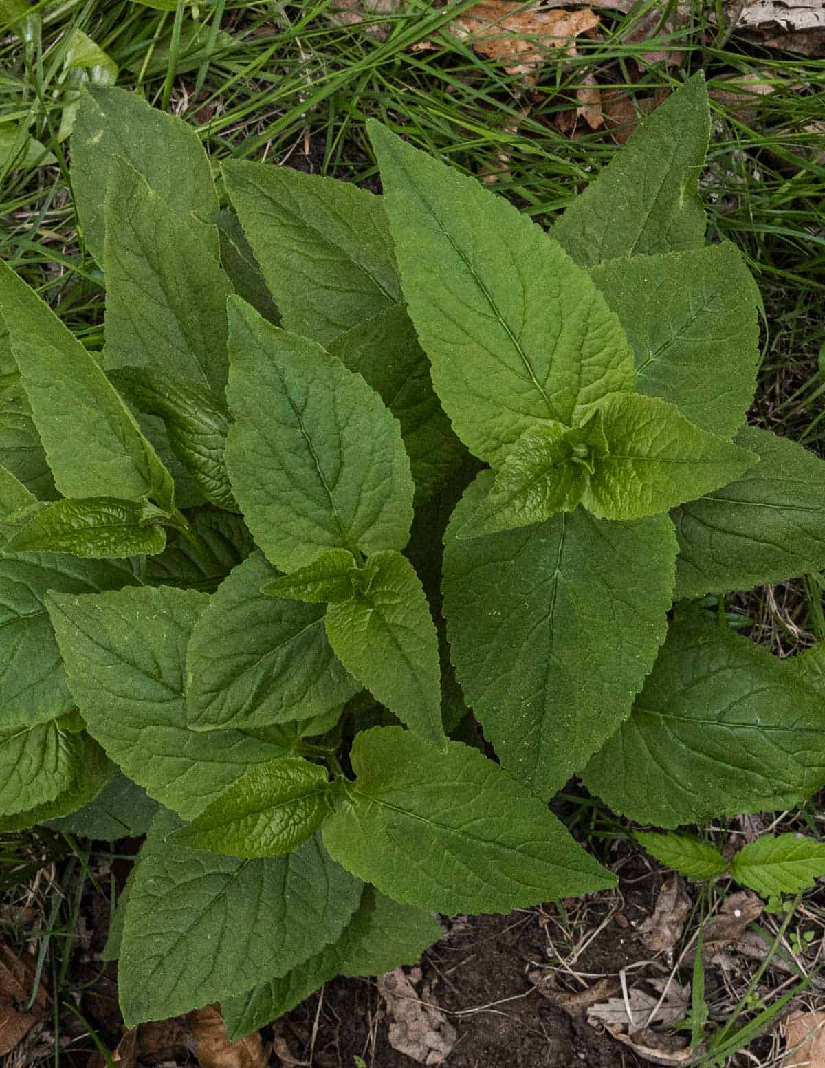 Creeping bellflower leaves seen from above.