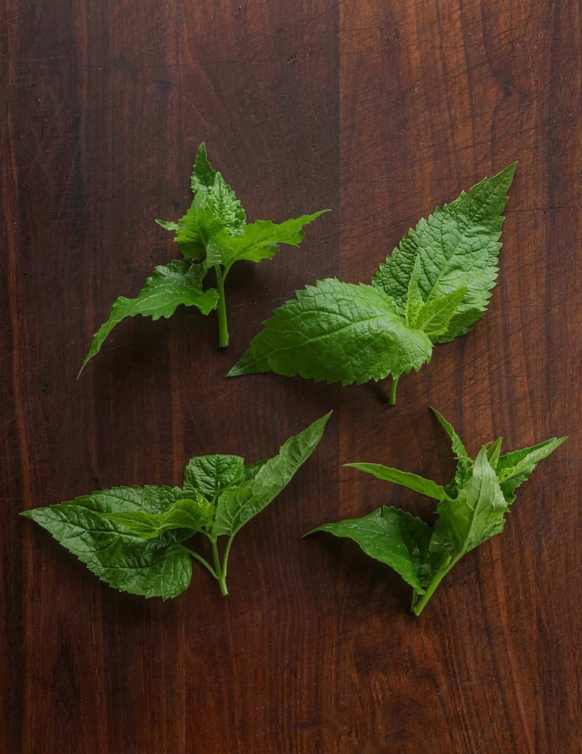 A close up image of the young growing tender tips of creeping bellflower leaves, ready to cook.