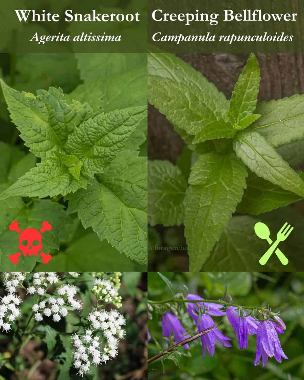 An infographic showing the differences between white snakeroot and creeping bellflower to help foragers learn the differences for safety.