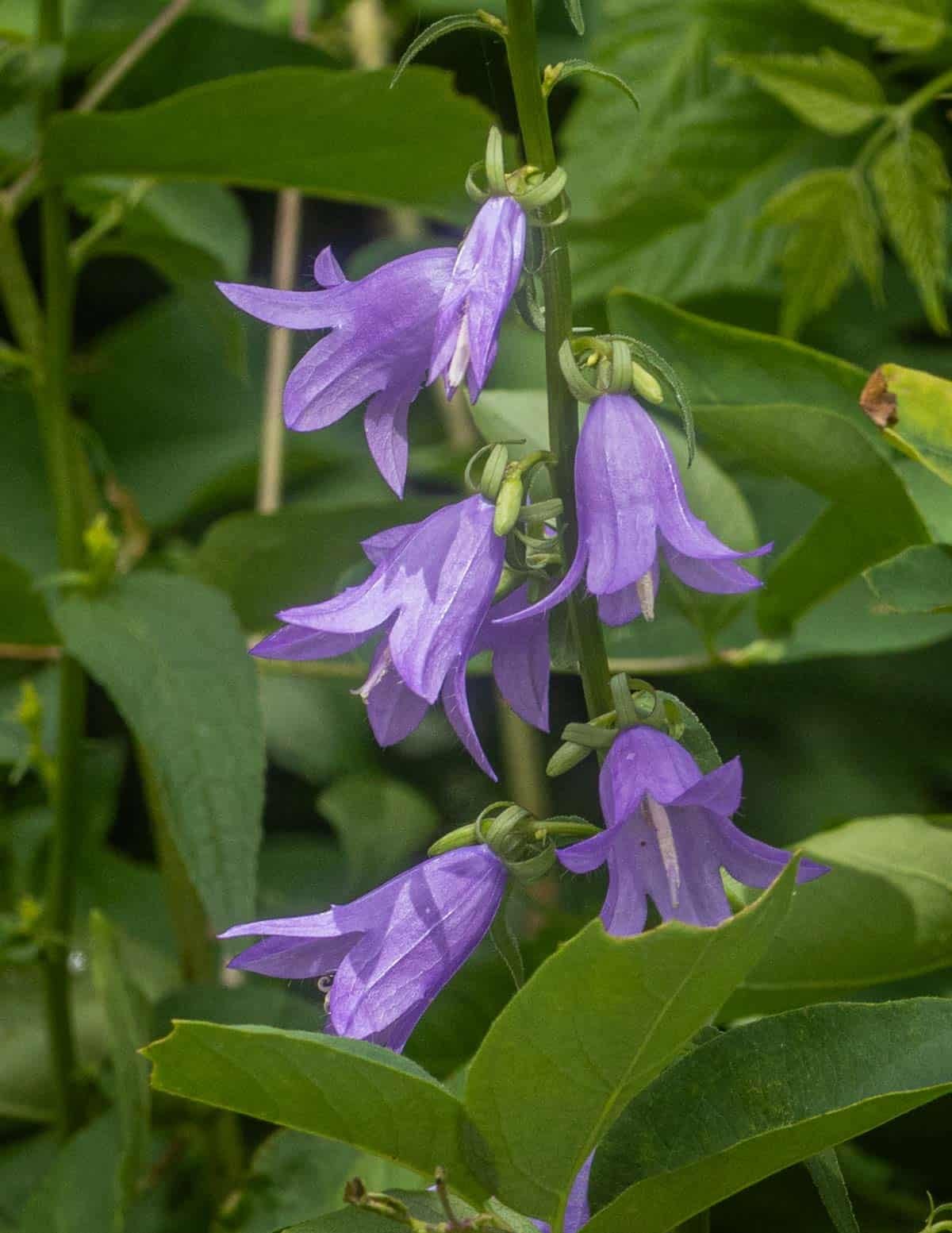 A close up image of creeping bellflower flowers growing in the summer in Minnesota.