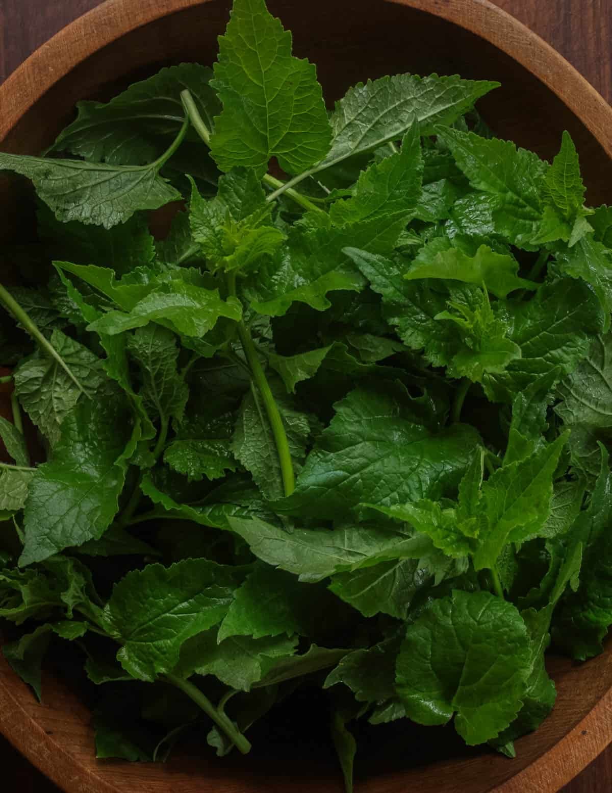 A bowl of young creeping bellflower leaf clusters.