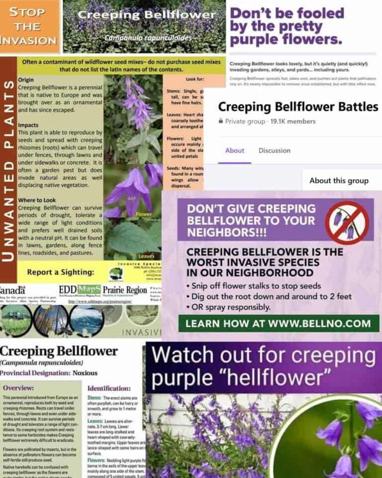 Creeping Bellflower: An Invasive, Edible Weed - Forager | Chef