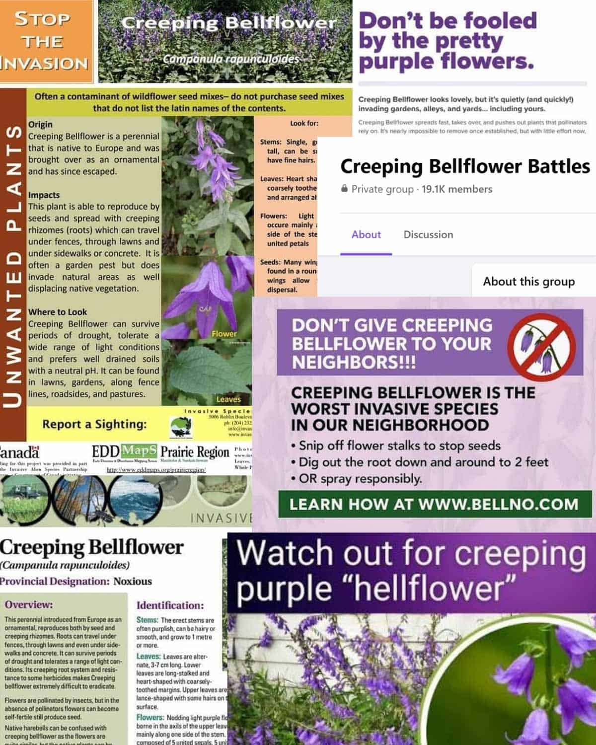 A compound image made of many homemade neighborhood flyers from around North America that urge caution about creeping bellflower as it's very invasive.