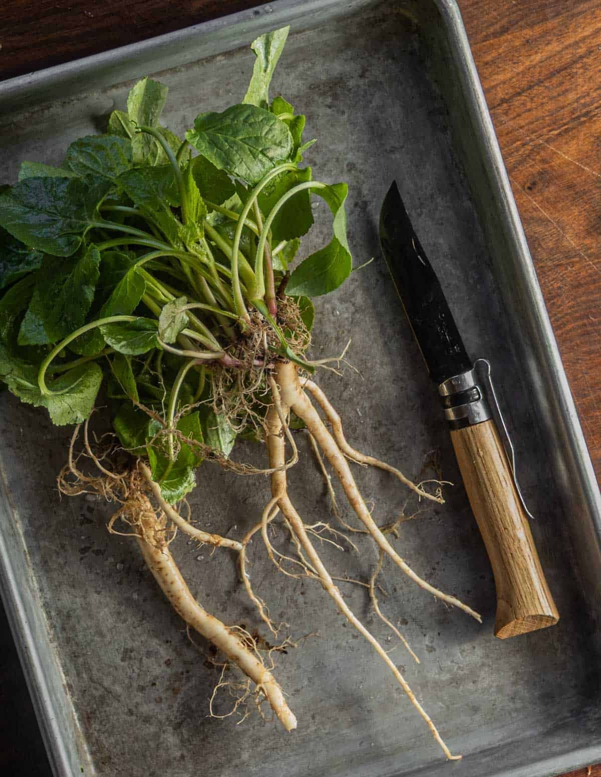 Cleaned creeping bellflower roots ready to cook.
