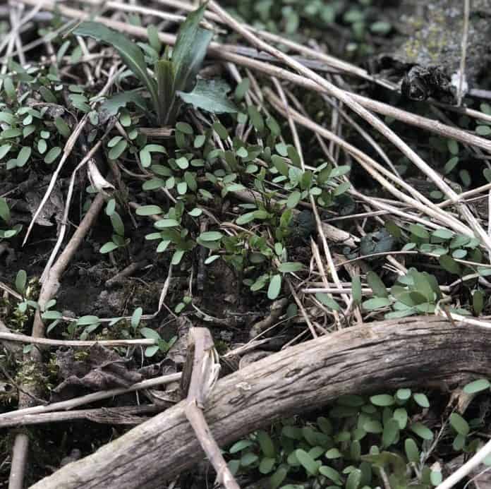 Garlic mustard sprouts 