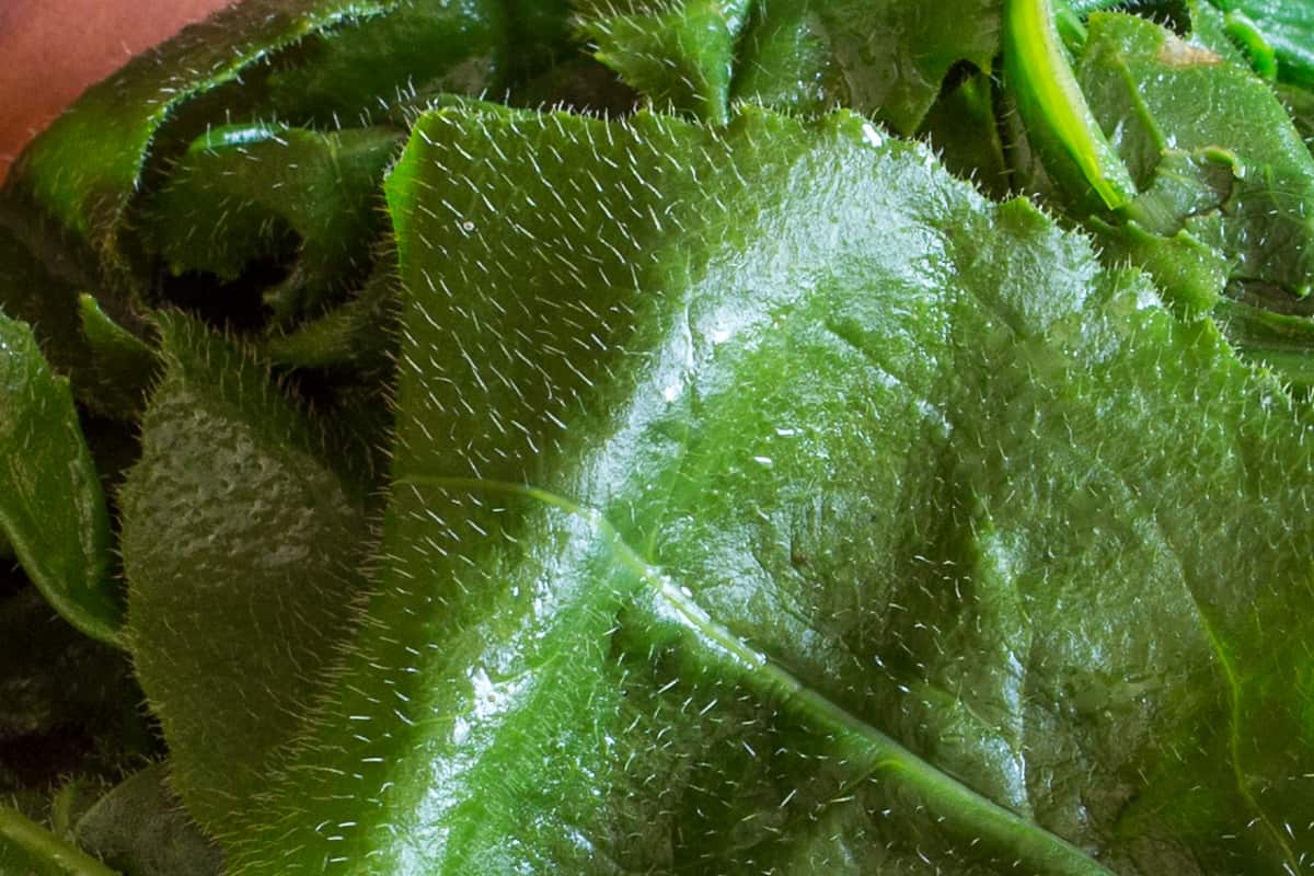 Close up of the hair on mature dames rocket leaves