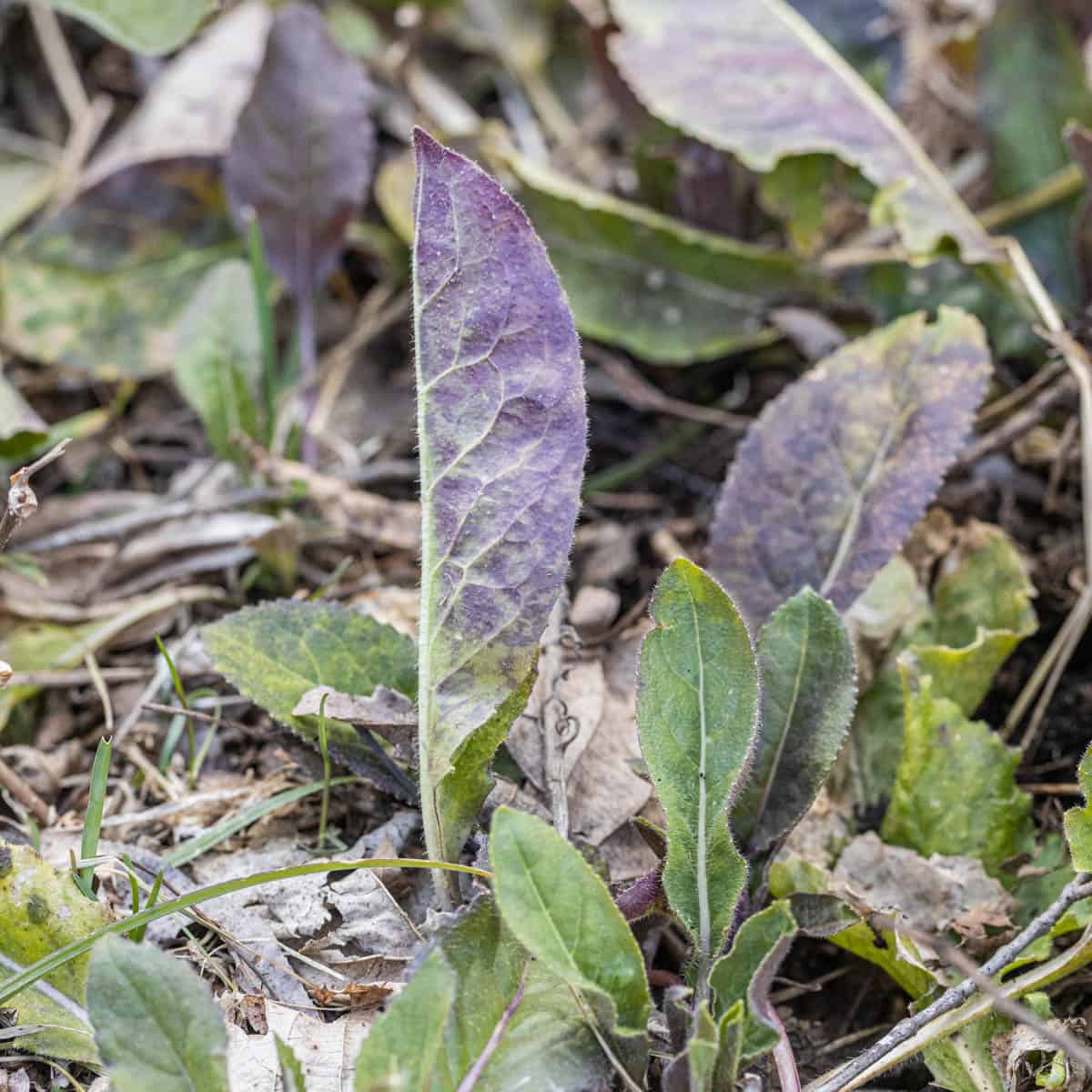 hesperis matronalis leaves