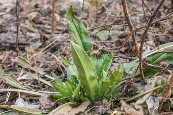 Edible foraged dames rocket basal leaves or Hesperis matronalis