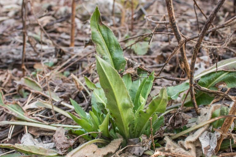 Dames Rocket: A Deliciously Invasive Plant - Forager | Chef