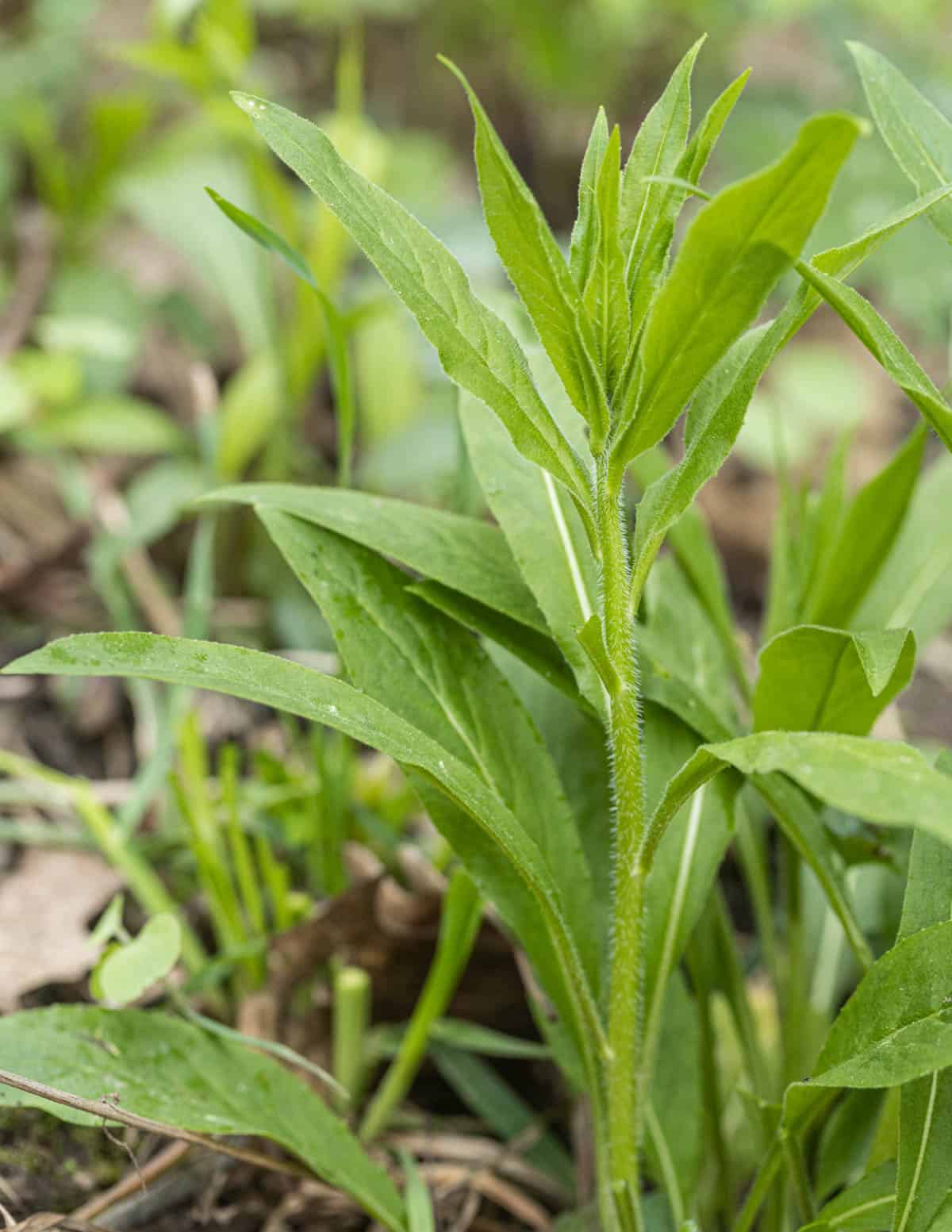 Edible foraged dames rocket basal leaves or Hesperis matronalis