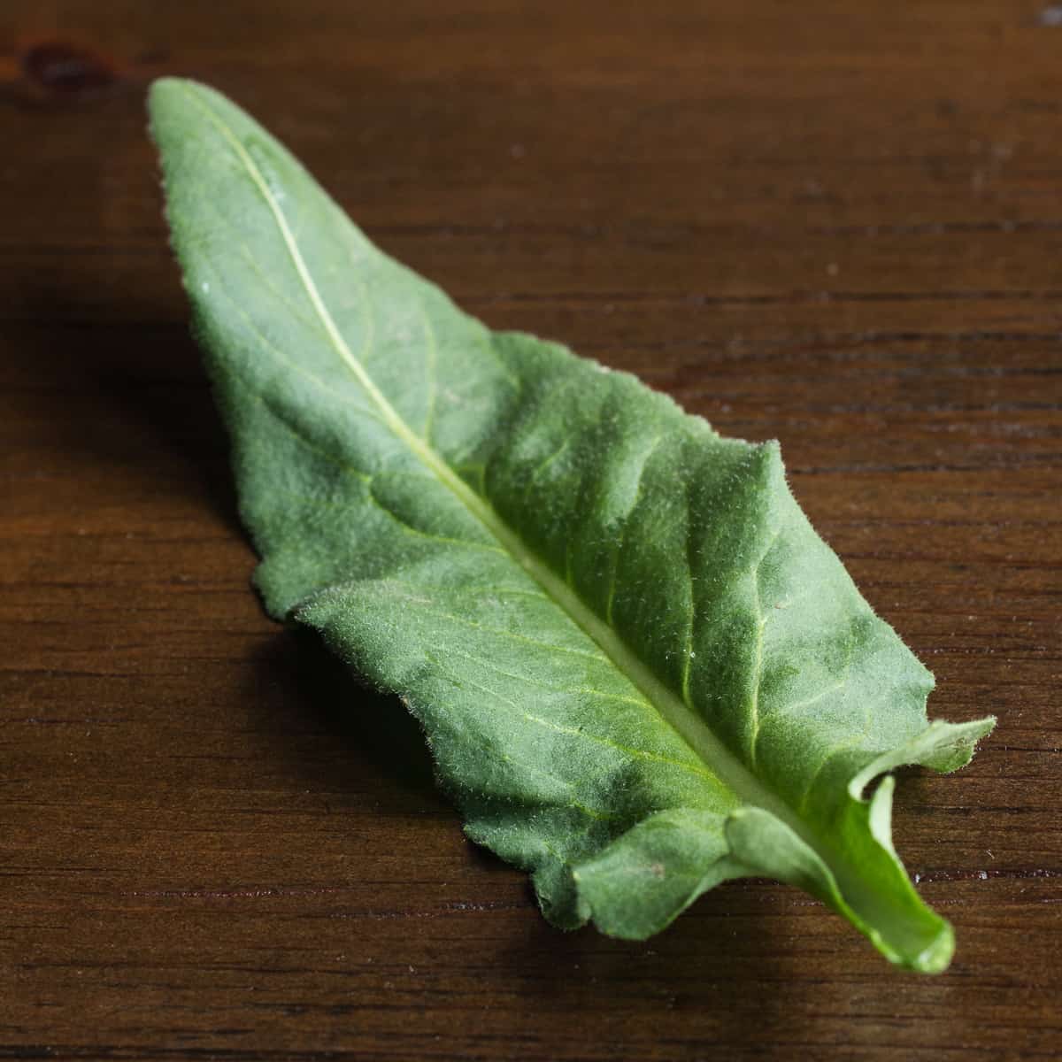 Edible foraged dames rocket basal leaves or Hesperis matronalis