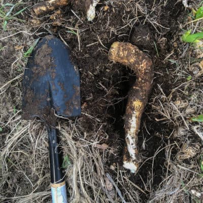 Digging fresh horseradish
