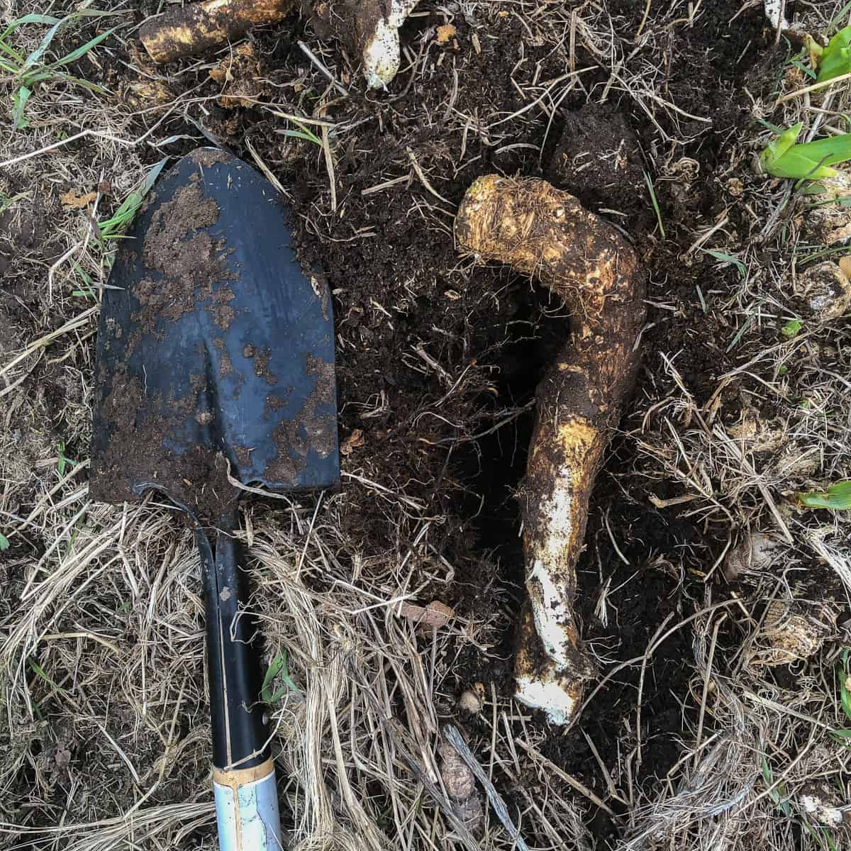 Digging fresh horseradish