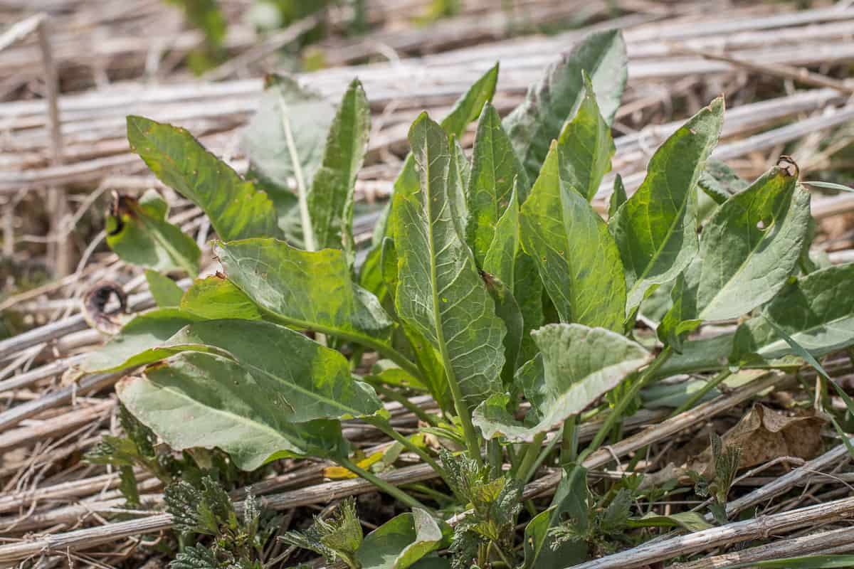 Wild edible dock or Rumex species 