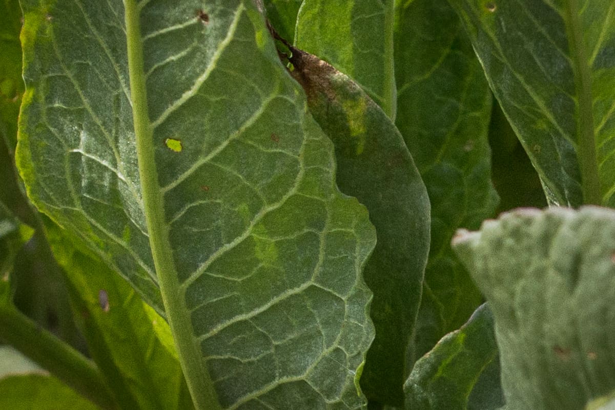 Wild edible dock or Rumex species 