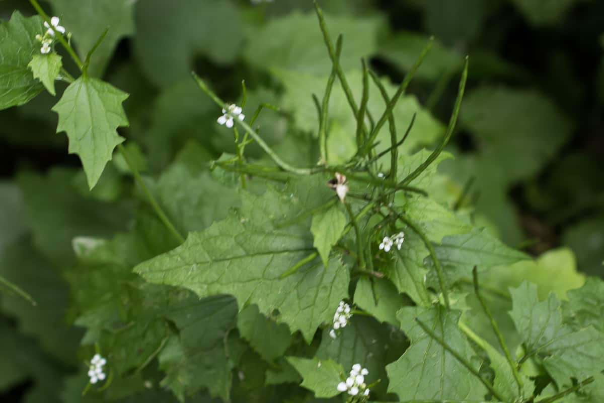 Invasive, Edible Garlic Mustard (Alliaria petiolata)