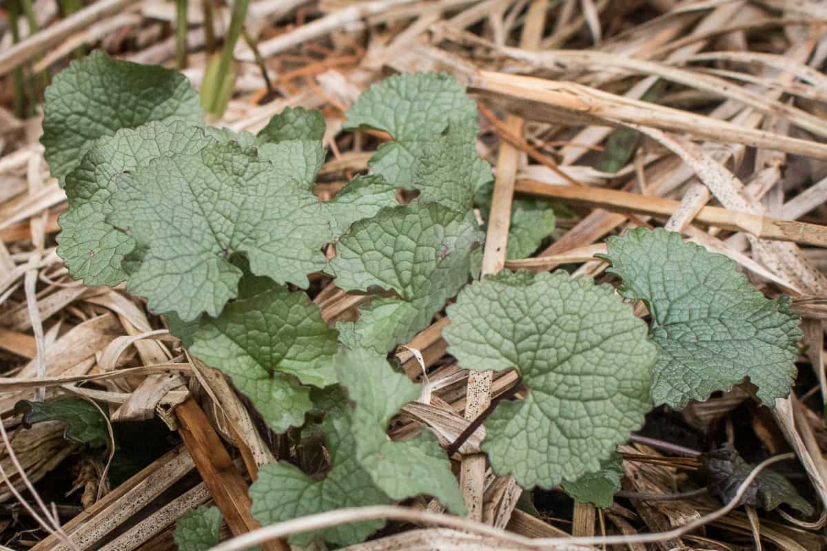 Garlic mustard Alliaria petiolata