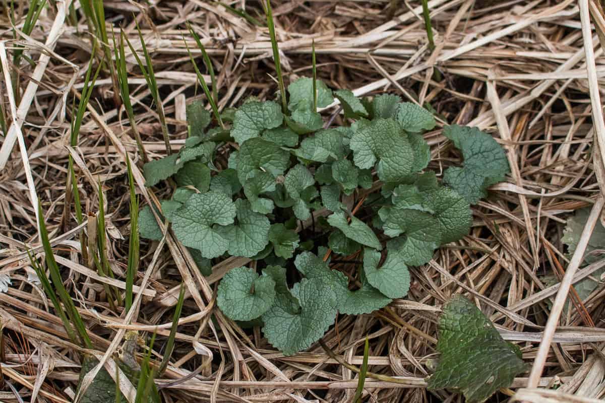 Garlic mustard Alliaria petiolata